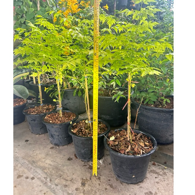 ต้นเกษมณีสีทอง สูง 60-100 ซม.