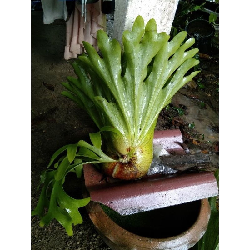 กระเช้าสีดา สายม่านใต้