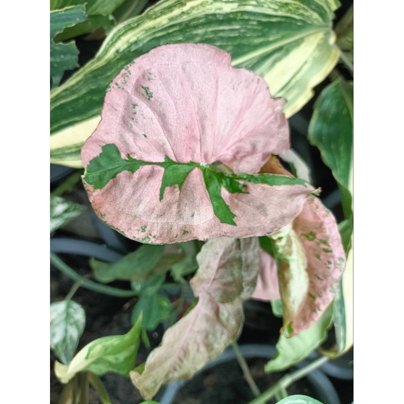 ซิงโกเนียมพิ้งค์ลาวา(Syngonium pink lava)
