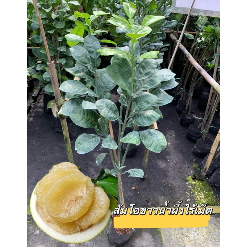 ต้นส้มโอขาวน้ำผึ้งไร้เมล็ด