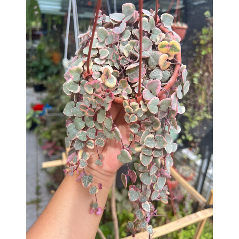 สายป่านดวงใจด่าง Verigated string of hearts พร้อมกระถางแขวน 3-4นิ้ว ดูวีดีโอก่อนนะคะได้รับต้นที่เลือก