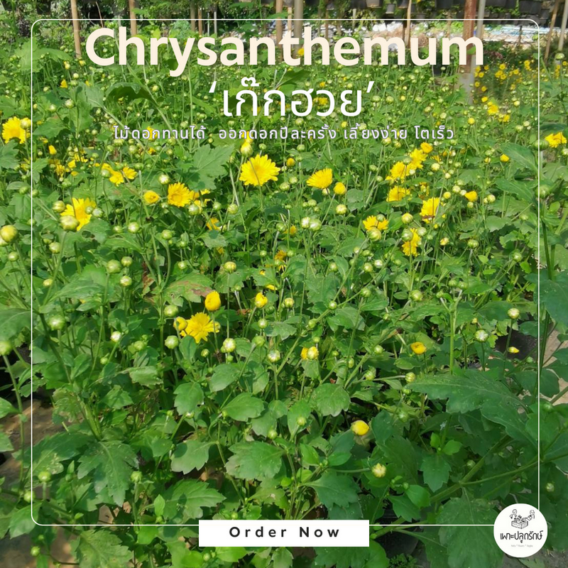 ต้นดอกเก๊กฮวย หรือ เบญจมาศสวน (Chrysanthemum) F51 #ดอกสีเหลือง ดอกไม้ทานได้