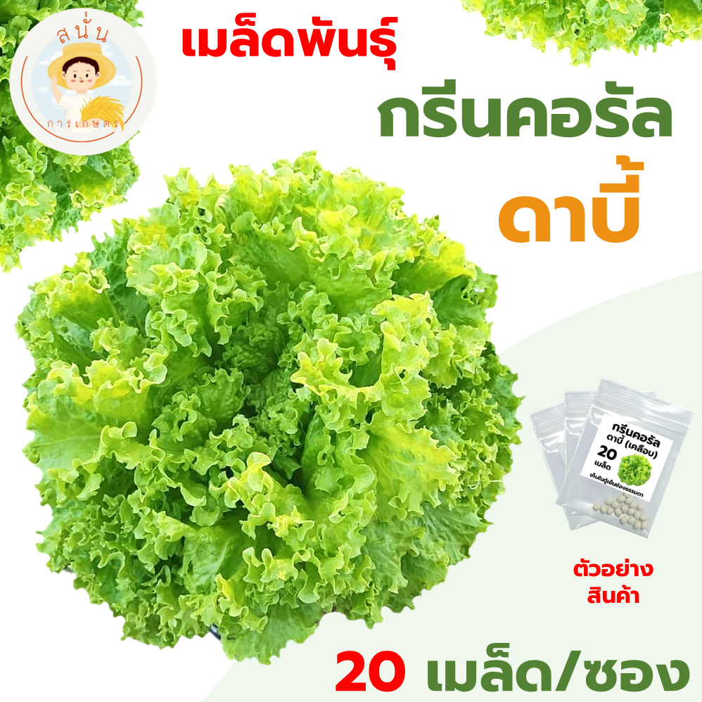 เมล็ดพันธุ์ กรีนคอรัล ดาบี้ (Green Coral) เมล็ดแบบเคลือบ นำเข้าตรงสายพันธุ์ ผักสลัด ใบหยัก ทรงพุ่มใหญ่ (1 ซอง 20 เมล็ด)