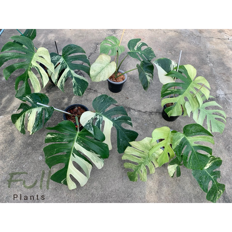 Monstera Mint มอนสเตอร่า มิ้น รากแข็งแรง พร้อมส่งค่ะ