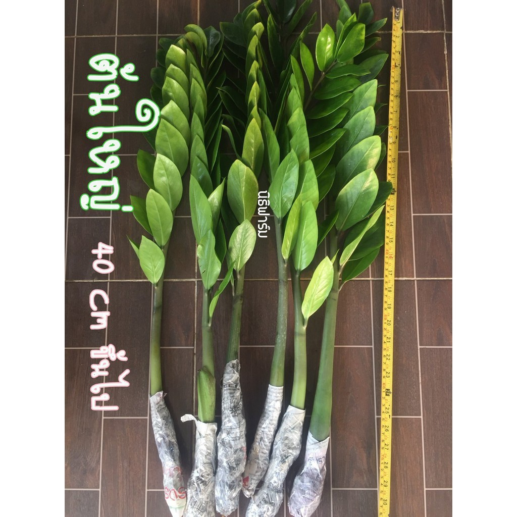 ต้นกวักมรกต (zz plant) ต้นไม้ฟอกอากาศ ดูดสารพิษ ราคา ถูกที่สุด ดีลบีเคเค แกลเลอรีภาพที่ 7