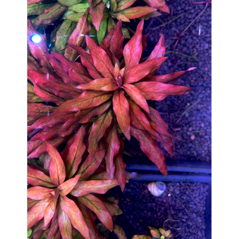 Ludwigia polycarpa (New Plants) ราคาต่อ1กิ่ง