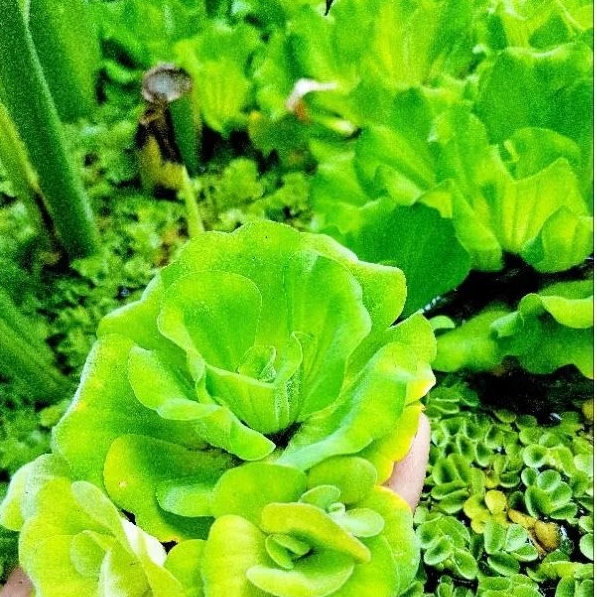 ❣เเม่พันธ์❣จอกกุหลาบp☘️.กำมะหยี่แทั100%  ☘️ให้น้องปลาวางไข่+พักอาศัย☘️กุหลาบจิ๋ว++☘️ดอก.สวยงาม.💕