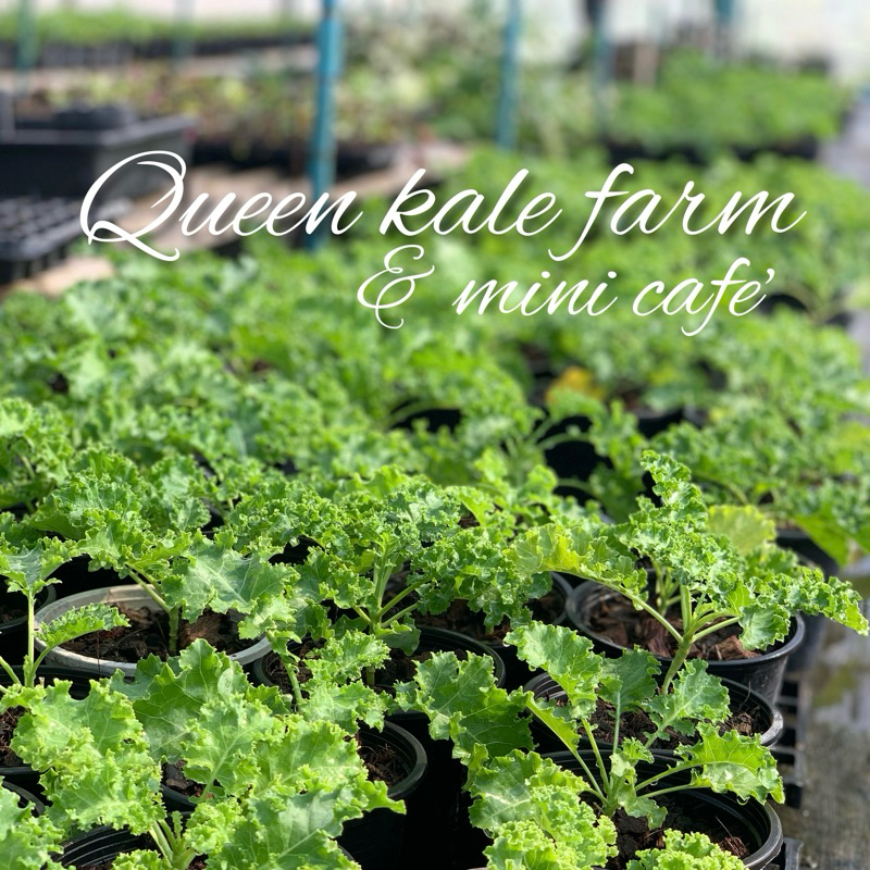 ต้นเคลใบหยิกเขียว /ไดโนเคล /เคลม่วงกระถาง 5 นิ้ว