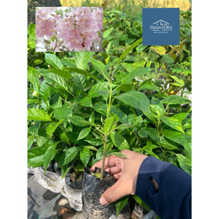 ต้นชมพูพันธุ์ทิพย์ สูง 15-20 cm  🆙 เสียหายเคลมฟรี