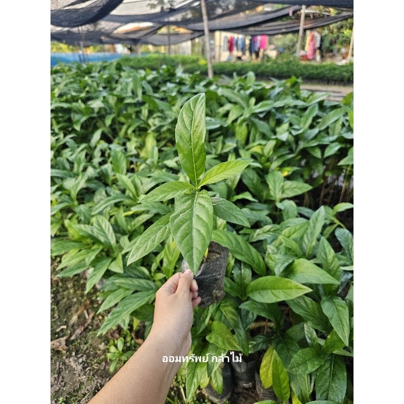 ต้นยอ ยอบ้าน ขนาด 15-20 ซม. 🌳✨️เสียหายจากขนส่งเคลมฟรี