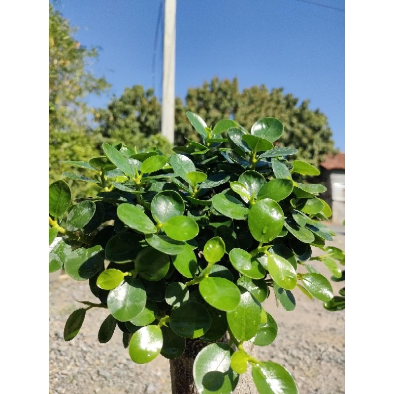 ต้นช้อนเงินช้อนทอง ตอใหญ่ทรงกำลังดี จัดส่งพร้อมกระถาง10นิ้วภาพถ่ายจากสินค้าจริง  ราคาถูกจากสวนจ้า - รูปที่ 2