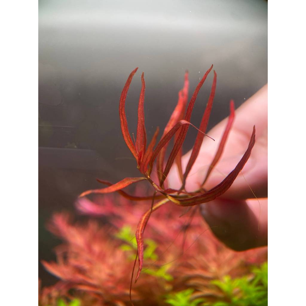 Ludwigia Arcuata ada ลัดวิเจีย อาคัวต้า ไม้แดงใบแหลม