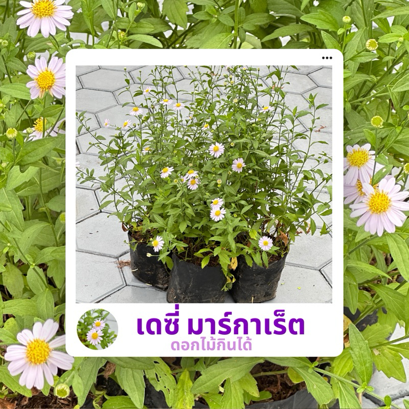 เดซี่มาร์กาเร็ต เดซี่ญี่ปุ่น (ดอกสีขาวอมม่วง) 8นิ้ว ดอกไม้กินได้ พุ่มใหญ่ ดอกเต็มต้น ออกดอกทั้งปี เลี้ยงง่าย ดอกดกมาก