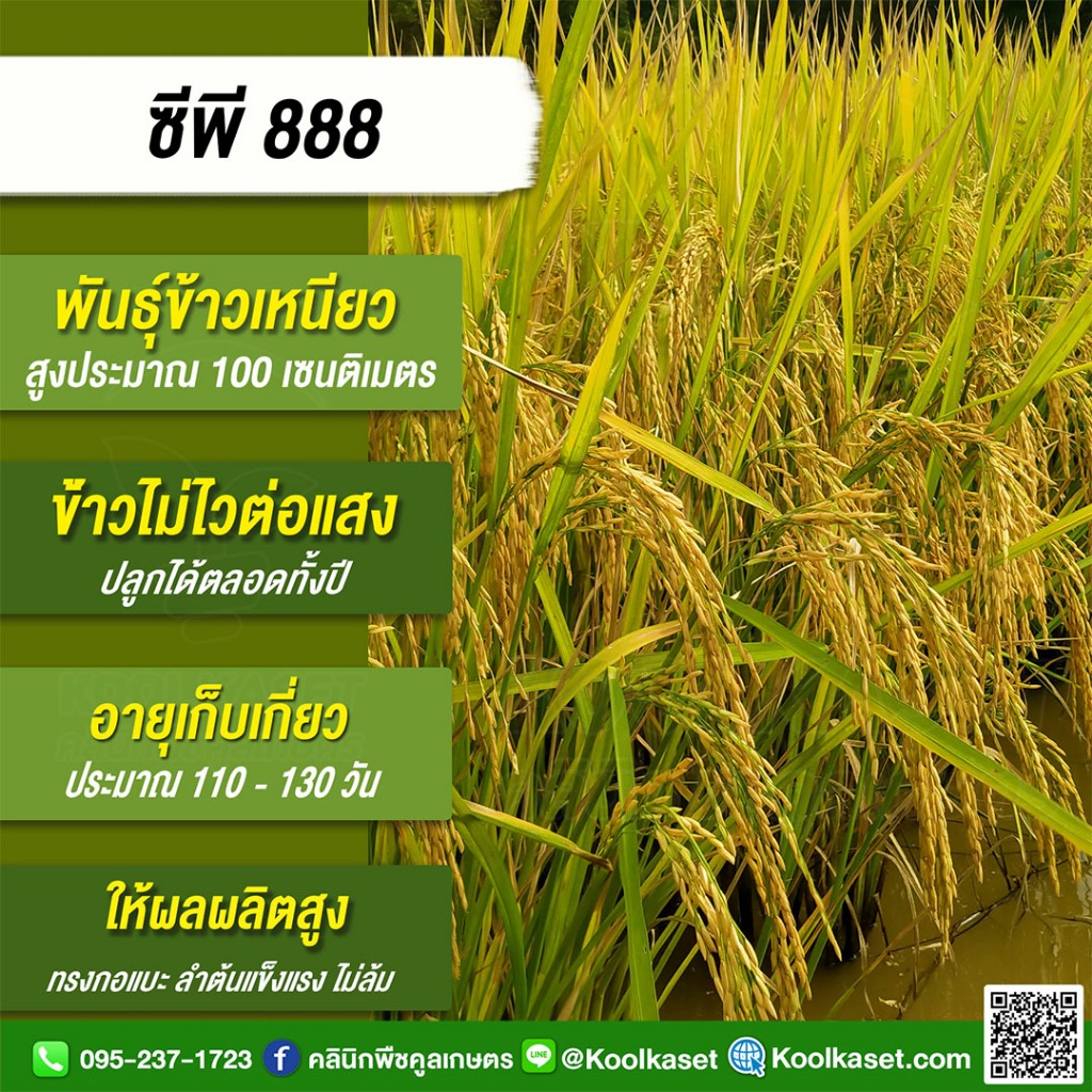 พันธุ์​ข้าว​ ข้าวเหนียว CP888 ซีพี888 นาปี นาปรัง ไม่ไวแสง เมล็ดเรียวยาว นุ่ม 20 กก. คูลเกษตร KR28