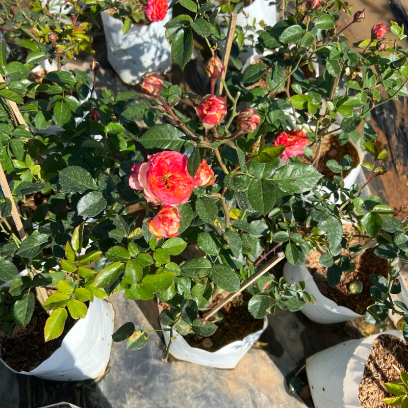 กุหลาบ Esprit de Paris กุหลาบฝรั่งเศส กลิ่นหอมผลไม้เข้มข้น *ส่งติดตูมดอก แบบถุง