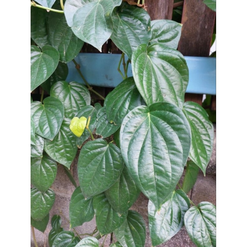 ใบสวยๆสดๆ (ลูกค้าใหม่ที่ยังไม่เคยสั่งกับทางร้านรบกวนทักแชทร้านค้าก่อนสั่งสินค้านะคะ)🌿☘️🍀