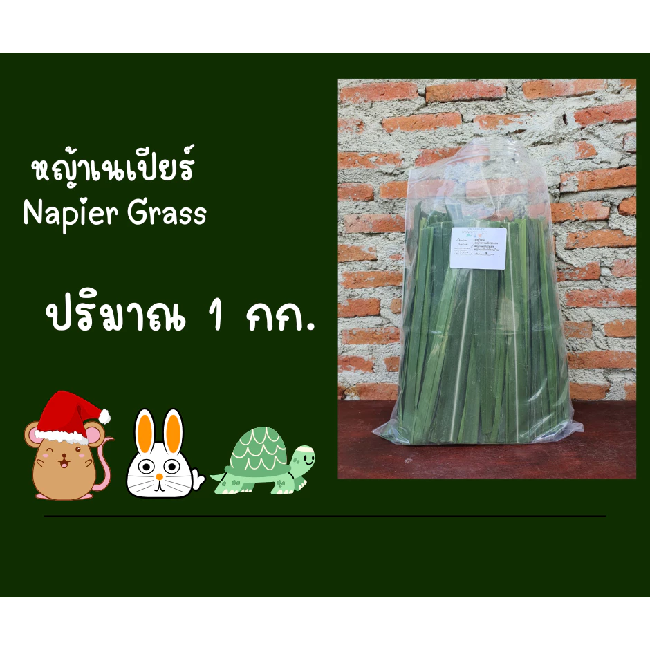 ใบหญ้าเนเปียร์ 1 กก ปลอดสารพิษ อาหารกระต่ายเต่าแกสบี้