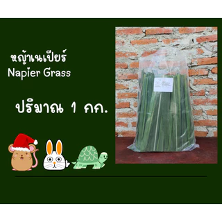 ใบหญ้าเนเปียร์ 1 กก ปลอดสารพิษ อาหารกระต่ายเต่าแกสบี้