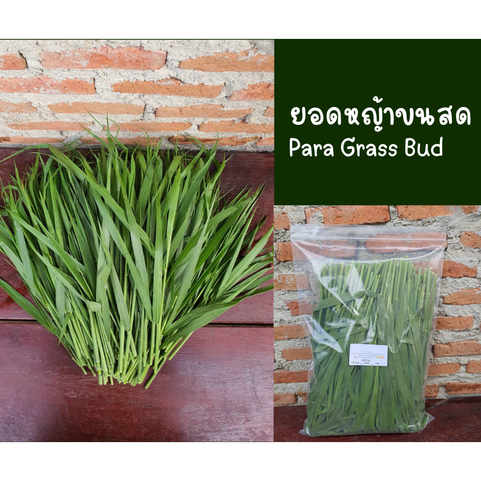 Para Bud ยอดหญ้าขนสด คัดก้านอ่อน อวบ สำหรับกระต่าย หนูแกสบี้ ออแกร์นิค🥬 เฉพาะยอด