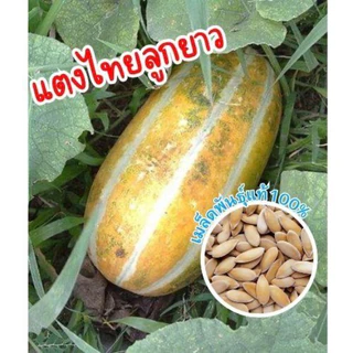 เมล็ดพันธ์ุแตงไทยหมอนทองลูกยาว แตงไทย แตงไทยหอมหวาน บรรจุ 30 เมล็ด