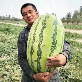 30 เมล็ดเมล็ดพันธุ์แตงโมยักษ์ เนื้อสีแดง หวานสุดๆ ปลูกง่ายลูกโต