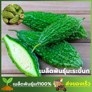 เมล็ดพันธ์ุ มะระขี้นก ซองละ 30 เมล็ด