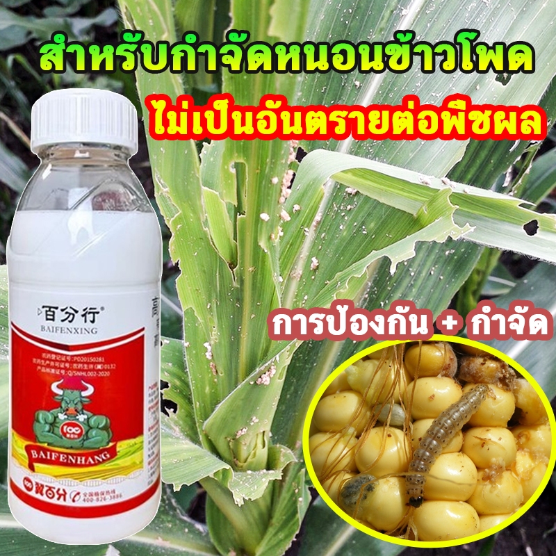 การป้องกัน+กำจัด หนอนกระทู้ข้าวโพด2.5%(น้ำข้น)กำจัดหนอน หนอนใยผัก กำจัดแมลง ยาฆ่าแมลง หนอนกระทู้ ยาฆ่าหนอน หนอนห่อใบข้าว