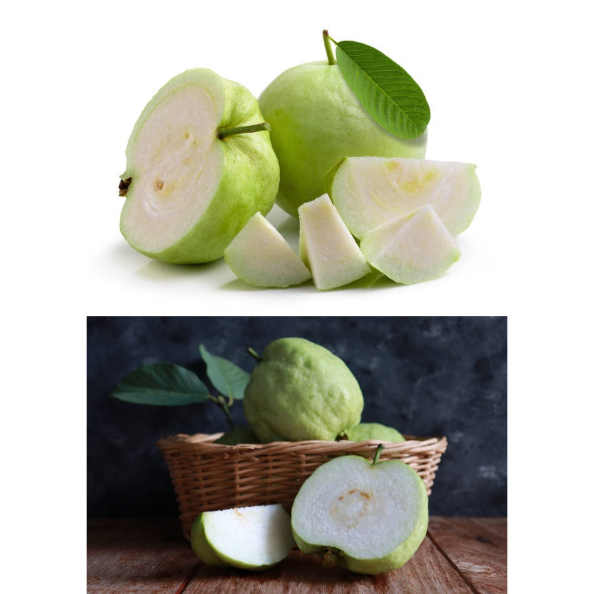 ฝรั่งแป้นสีทอง,ฝรั่งกิมจู,(คัดเกรด+มีส่งด่วน)ฝรั่งแป้นสีทองสด,ฝรั่งสดกิมจู ฝรั่งสด ฝรั่งไร้เมล็ด น้ำฝรั่ง น้ำฝรั่งสด