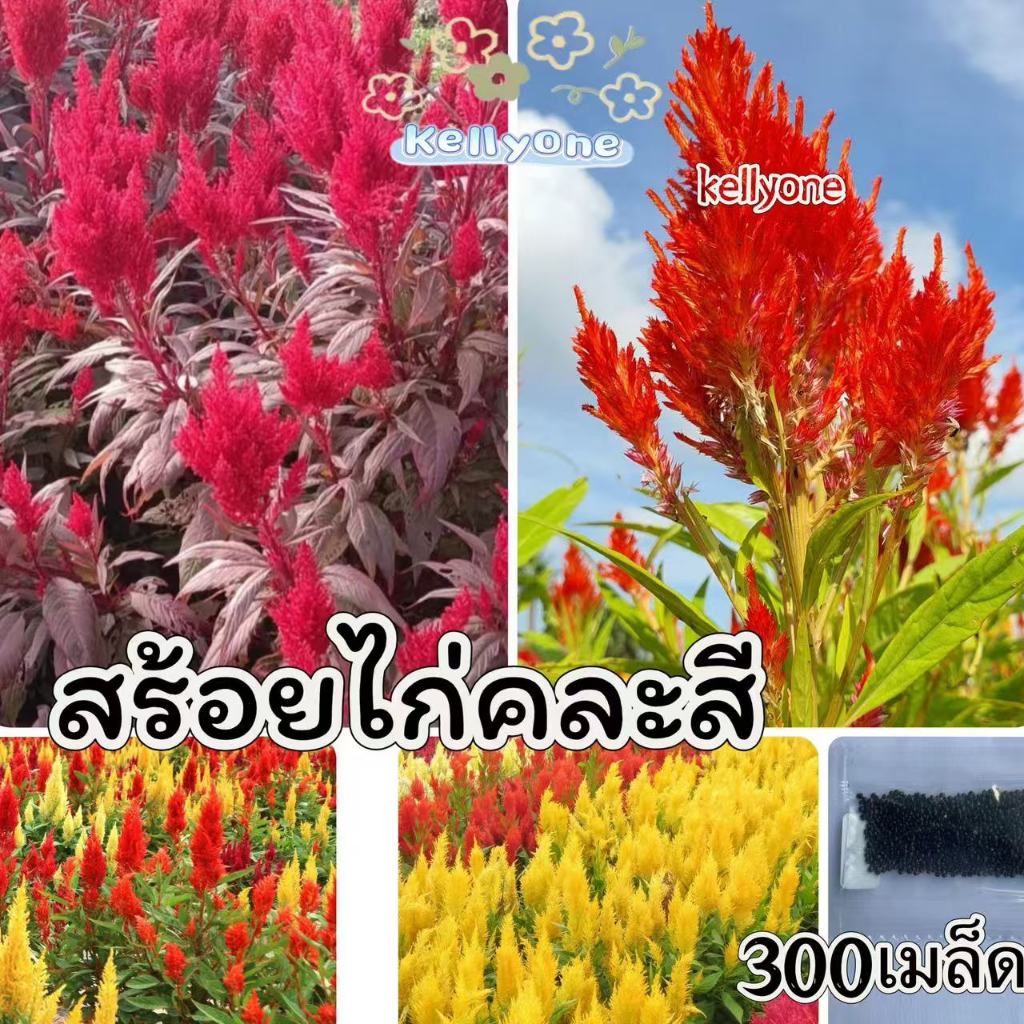 เมล็ดดอกสร้อยไก่คละสี 200 เมล็ด