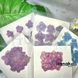 【พร้อมส่ง】ไฮเดรนเยียกลีบซ้อนทับ ดอกไม้จริงทับแห้ง ดอกไม้ทับแ…