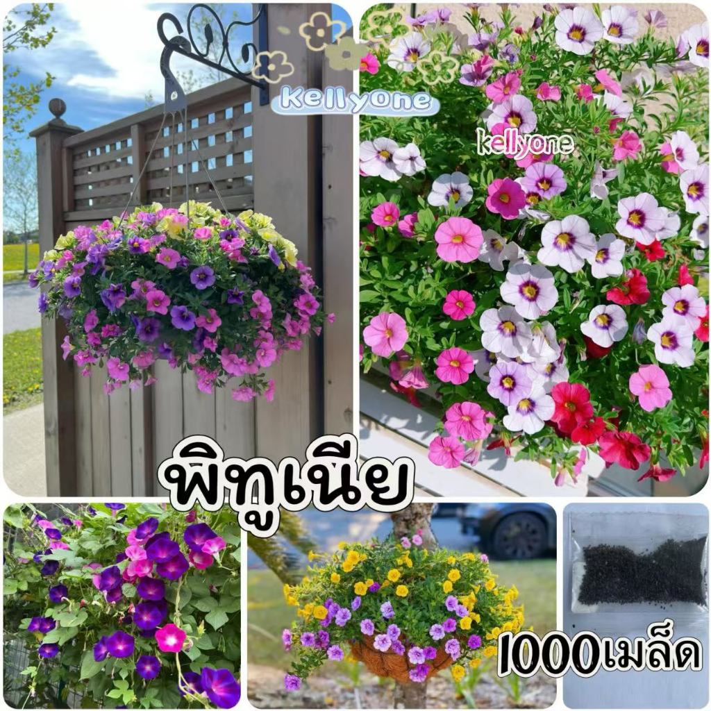 เมล็ดพันธุ์พิทูเนีย คละสี 1,000เมล็ด