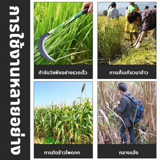 📣ส่งไวจากไทย📣เคียวเกี่ยวหญ้า เคียวตัดกิ่งไม้ เคียวเหล็กแมงกานีส ตัดแต่งกิ่ง แมงกานีส ตัดหญ้า มีดหวดหญ้า