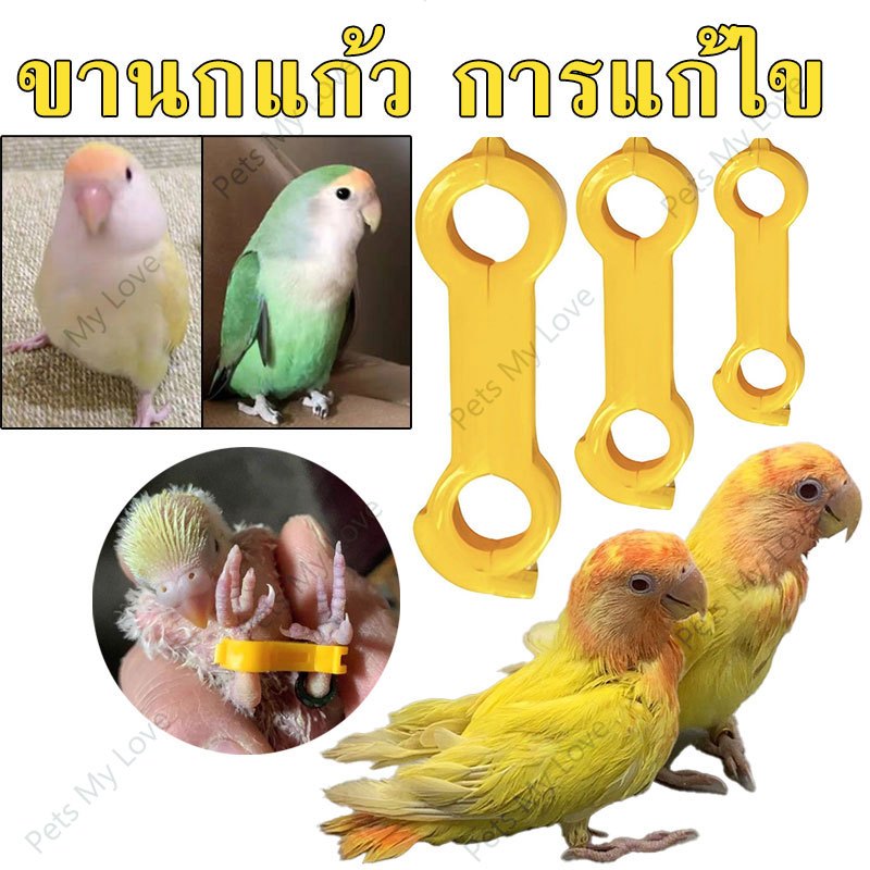 แก้ขานก การแก้ไขนกแก้ว ช่วยให้นกยืนได้ ลูกนกขาเบียด ลูกนกขาโก่ง แหวนขานก ห่วงขานก