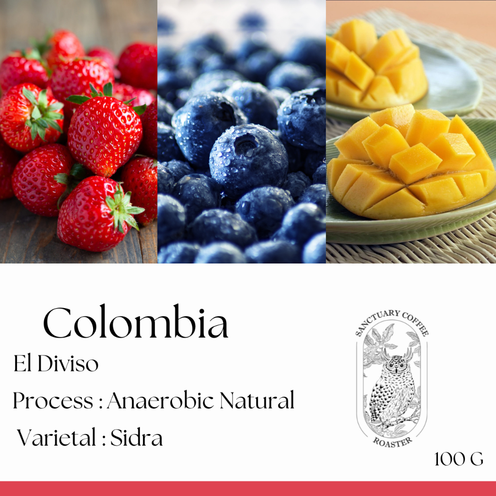 เมล็ดกาแฟ Colombia El Diviso Sidra