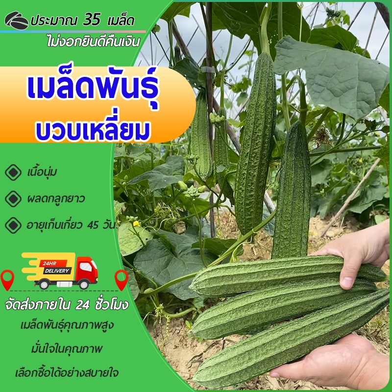 35 เมล็ดเมล็ดพันธุ์บวบเหลี่ยม บวบเหลี่ยมทนทานโรค ติดผลด ผลสีเขียวยาว 45-50 ซม. ปลูกตลอดปี ติดผลดก