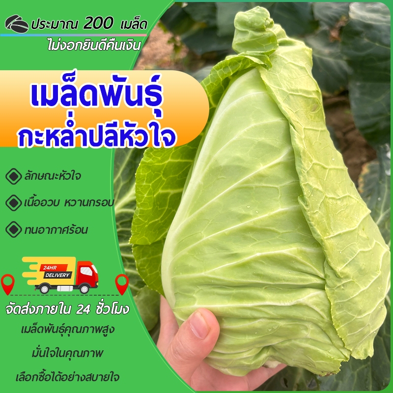 200 เมล็ดเมล็ดพันธุ์กะหล่ำปลีหัวใจ งอกง่ายโตไว หัวใหญ่ต้นใหญ่เมล็ดผัก