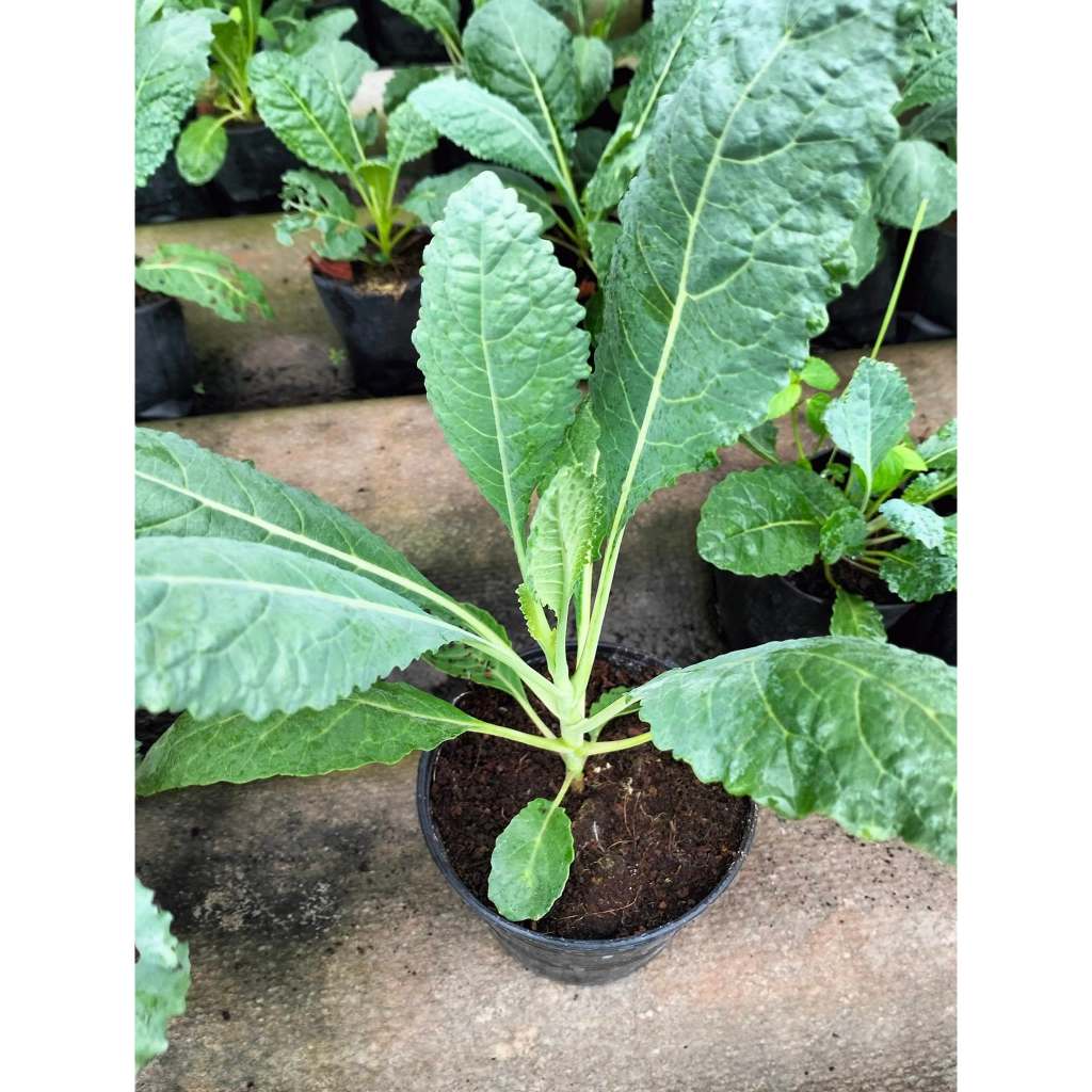 ต้นพันธุ์ เคลไดโน  เคลไดโนเสาร์ ถุงดำ 29 บาท พร้อมปลูก   Lacinato Kale  ราชินีของผักใบเขียว dino kale  เคลใบยาว