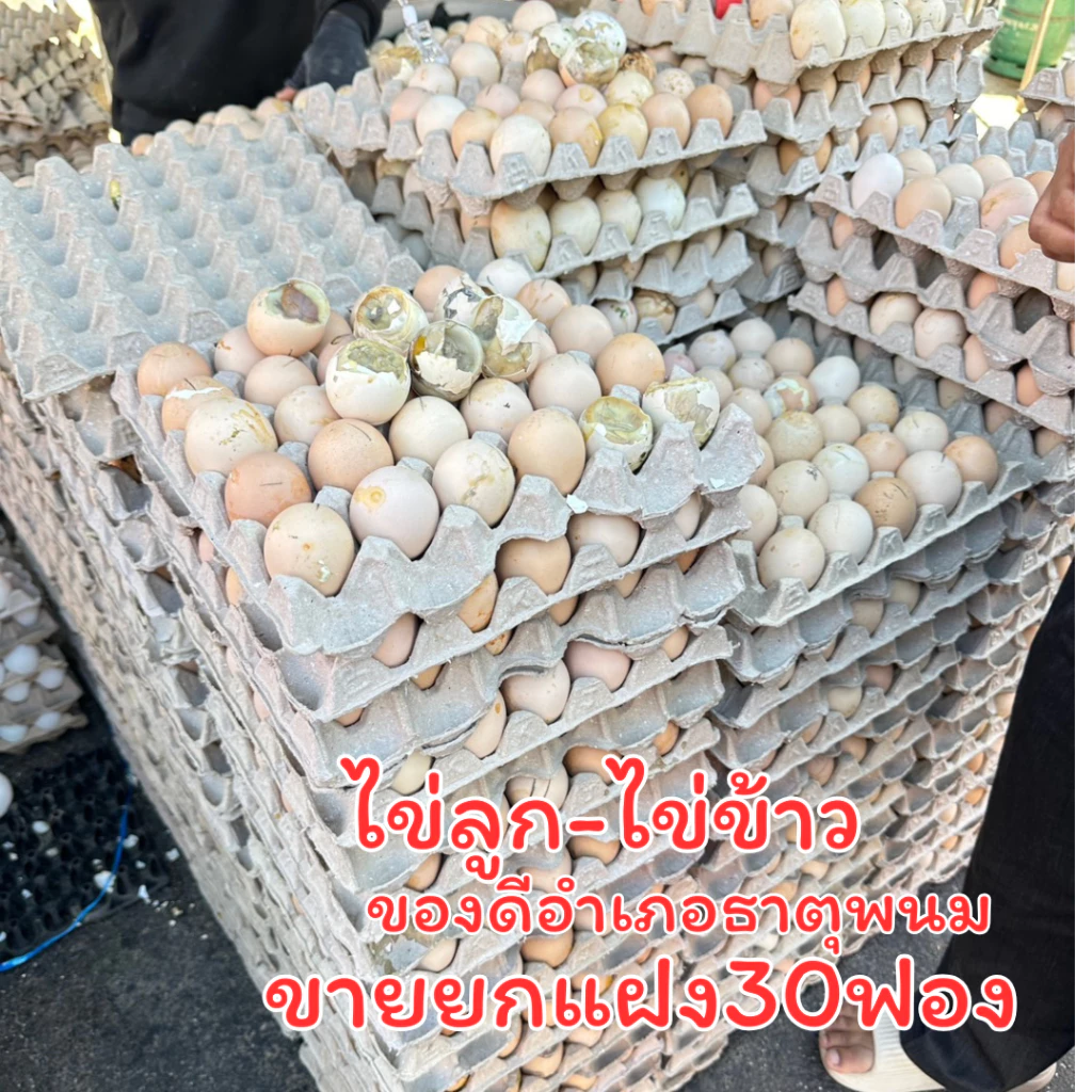 ราคายกแผง30ลูกสุกแล้ว ไข่ลูก ไข่ไก่ลูกอ่อน ไข่ร้างรัง ไข่ฮ้างฮัง คล้ายๆไข่ข้าว ไข่เป็ดเวียดนาม ไข่ตัวนึ่งสุก