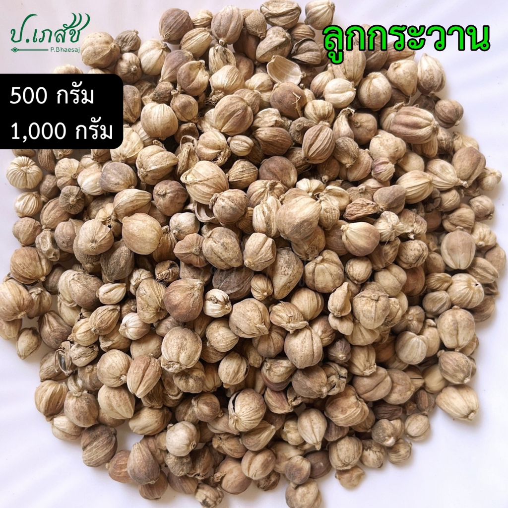 ลูกกระวานขาว เกรด A [500 / 1000 กรัม] กระวานขาว กระวาน