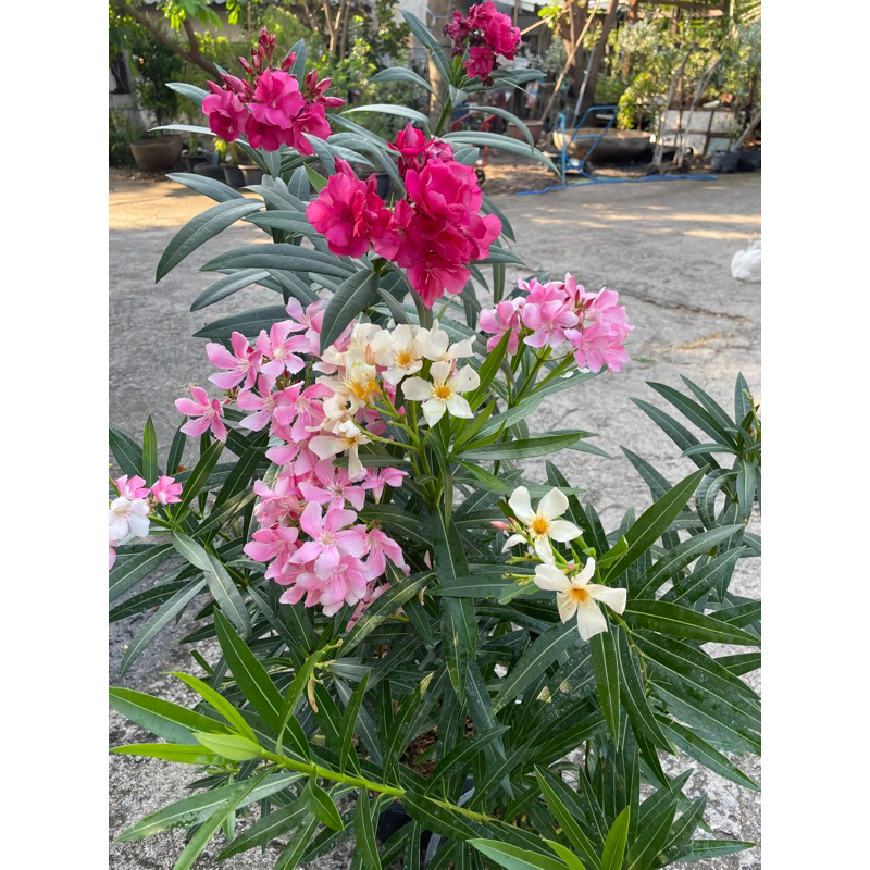 ต้นยี่โถ ดอกไม้แสนสวย กลิ่นหอมอ่อนๆ กระถาง10 นิ้ว(ถอดกระถางส่ง)
