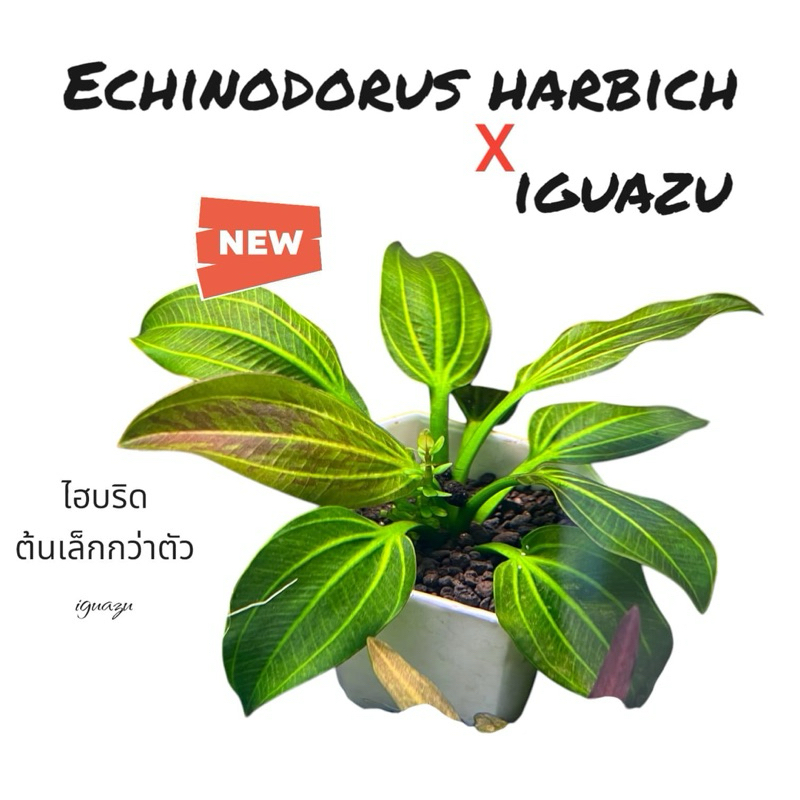 Echinodorus harbich iguazu ต้นไม้น้ำ