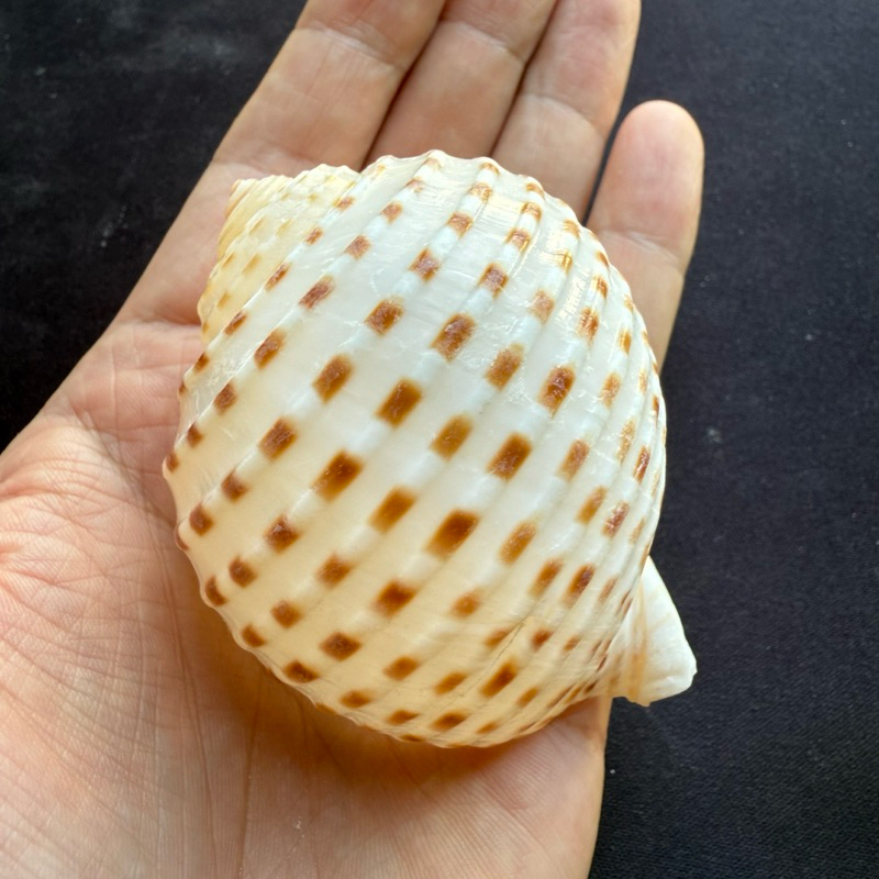 หอยสังข์ลายเปียโน Piano pattern conch shell