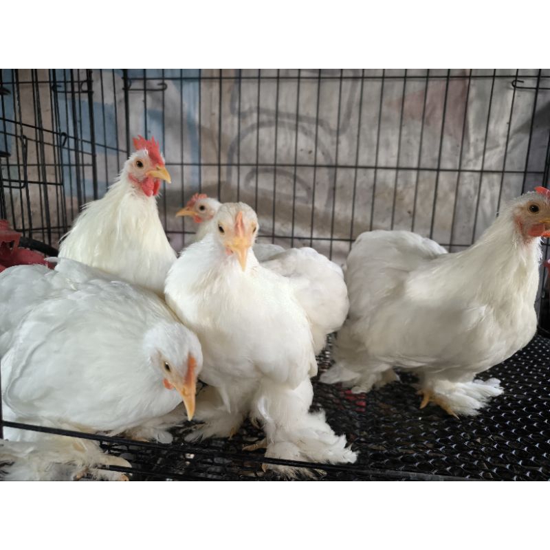 ไข่เชื้อไก่ มินิโคชิน (Minicochin) สำหรับฟัก แพ็คละ 4ใบ