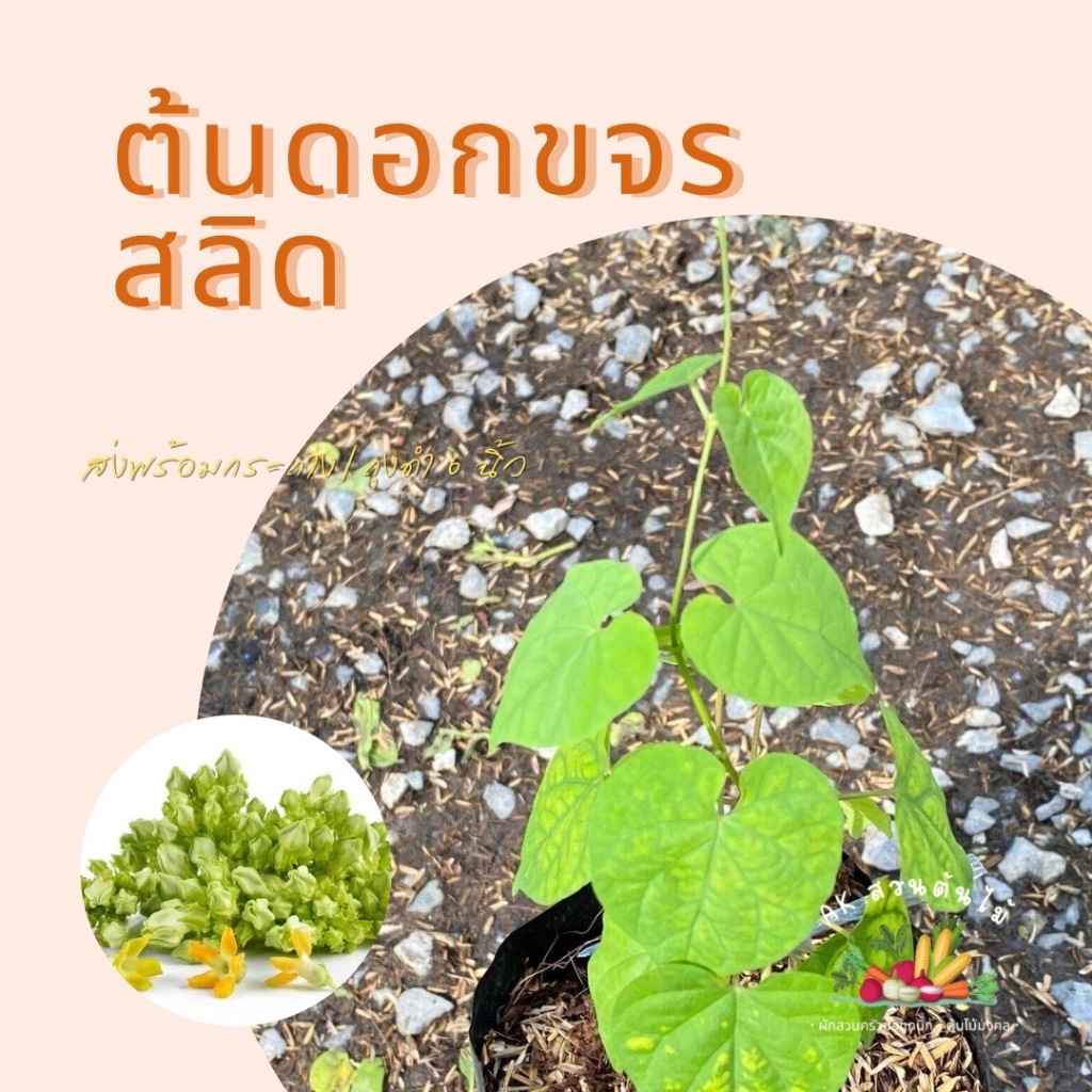 ต้นกล้า สลิดขจร พันธุ์เกษตร ออกดอกใหญ่ ดอกดกทั้งปี มีดอกเปนพวงสวยถ้าบานแล้วมีกลิ่นหอม พร้อมปลูก