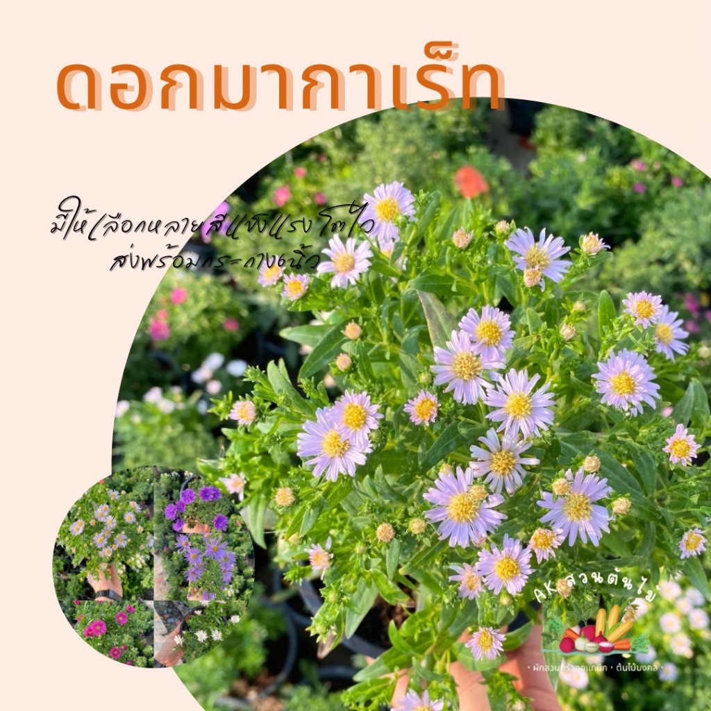 มากาเร็ต ดอกมากาเร็ตญี่ปุ่น ดอกไม้กินได้ กระถาง 6 นิ้ว มีสีให้เลือก พร้อมส่ง ปลูกง่ายมาก