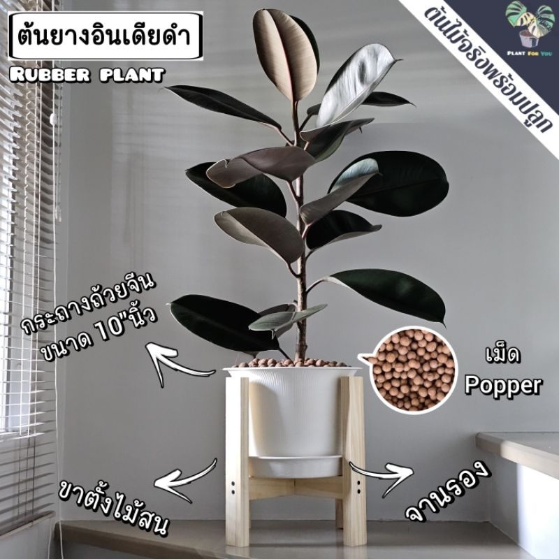 🌳ต้นยางอินเดียดำ (ต้นใหญ่)Rubber Plantต้นไม้ฟอกอากาศ ต้นสูง65-80ซม.พร้อมกระถางครบชุดพร้อมปลูก