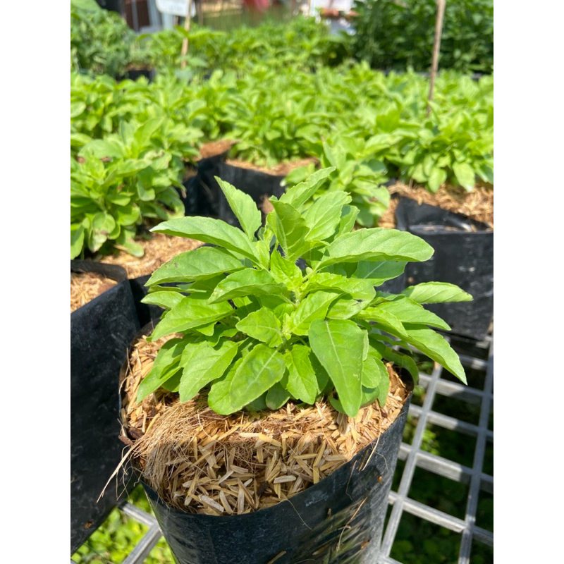 ต้นกะเพราขาว พืชผักสวนครัว พืชสมุนไพร  ต้นแข็งแรง พร้อมปลูก“ถุงเพาะ 5 นิ้ว”