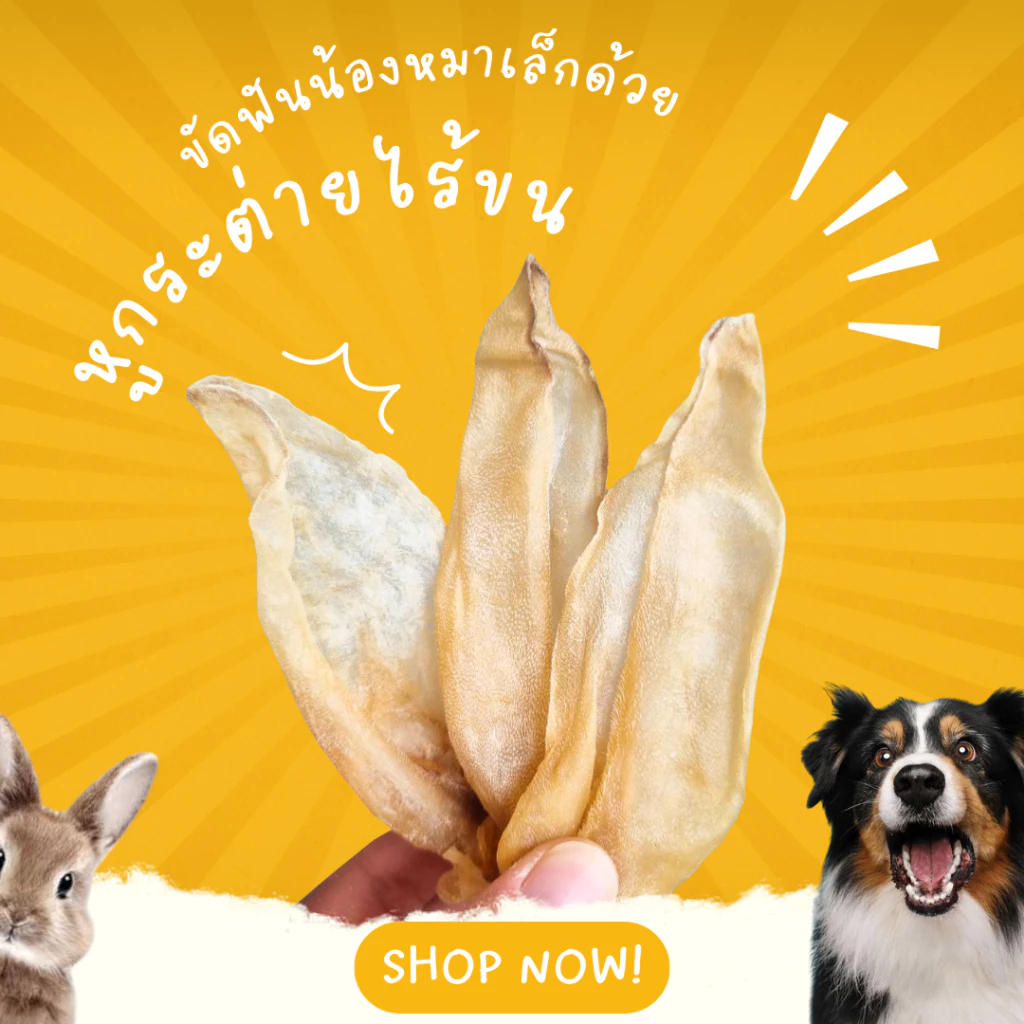 หูกระต่าย ไม่มีขน ขัดฟันสุนัข ขัดฟันหมา umm ขนมหมา