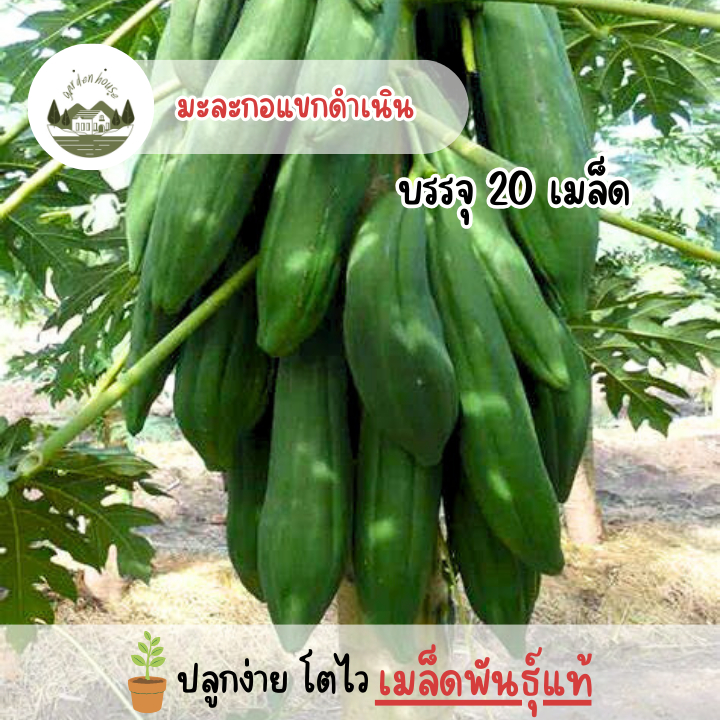 เมล็ดพันธุ์มะละกอแขกดำเนิน