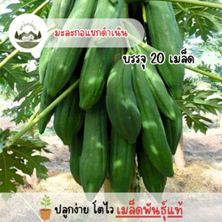 เมล็ดพันธุ์มะละกอแขกดำเนิน